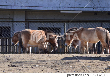 群馬的魅力 37132319