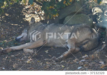 群馬的魅力 37132320