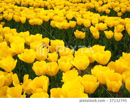 Tulip field 37132745