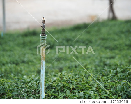 Watering head in the tea farm Watering head in the tea farm 37133016