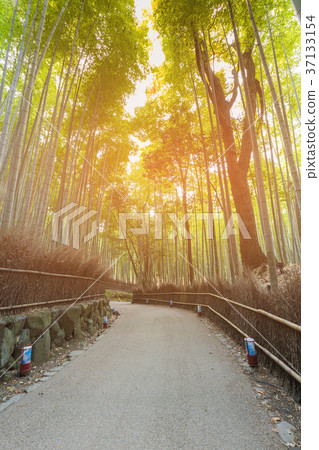 Arashiyama Bamboo Forest with walking way Arashiyama Bamboo Forest with walking way 37133154