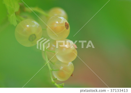 野櫻桃花 37133413