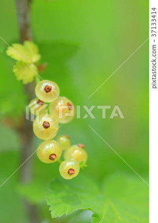 野櫻桃花 37133414