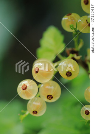 Wild cherry blossoms 37133417