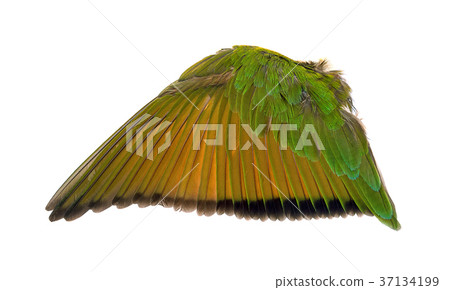 wings of birds on white background wings of birds on white background 37134199