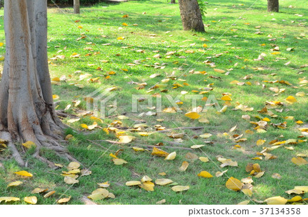 Yellow leaves on the ground. Yellow leaves on the ground. 37134358