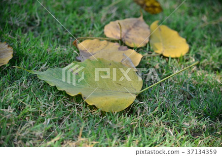 Yellow leaves. Yellow leaves. 37134359