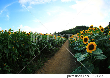 Sunflower field 5378 37134465