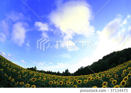 Sunflower field 5391 Sunflower field 5391 37134475