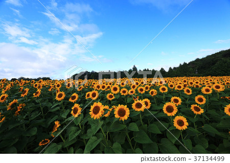 Sunflower field 5429 37134499