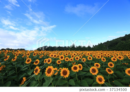 Sunflower field 5431 Sunflower field 5431 37134500