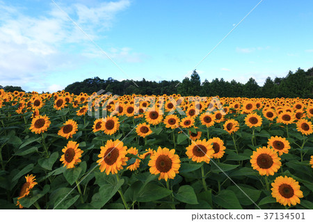 Sunflower field 5432 Sunflower field 5432 37134501