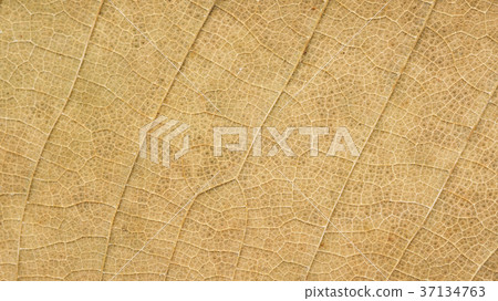 Close up of dry Teak leaves for a background. Close up of dry Teak leaves for a background. 37134763