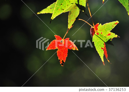 Maple leaves in the sunshine 37136253
