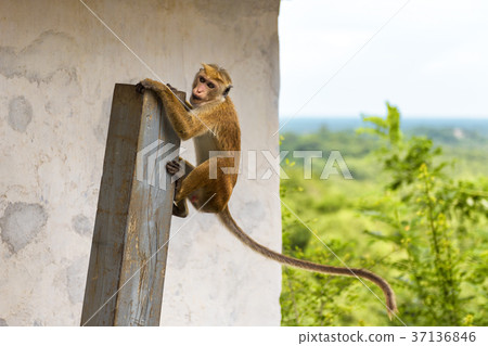 Monkey is in Buddhist rock temple in Sri Lanka Monkey is in Buddhist rock temple in Sri Lanka 37136846