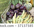 Fresh raw vegetables 37137385