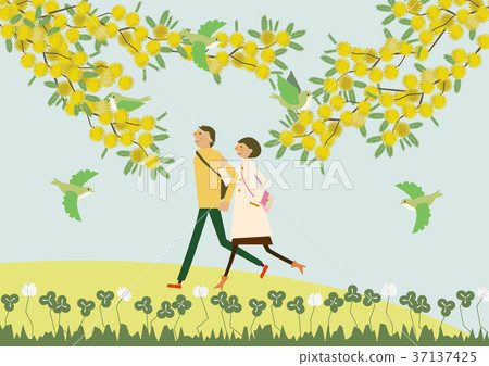 散步與含羞草花的夫婦。春天的形象。 37137425