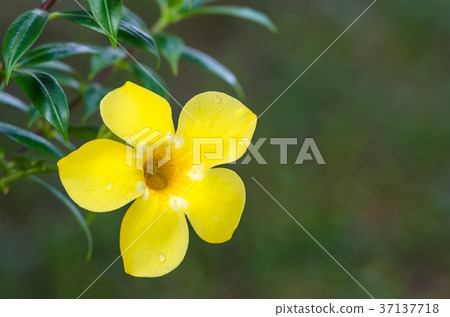 Allamanda cathartica flower with rain drops.  Allamanda cathartica flower with rain drops.  37137718
