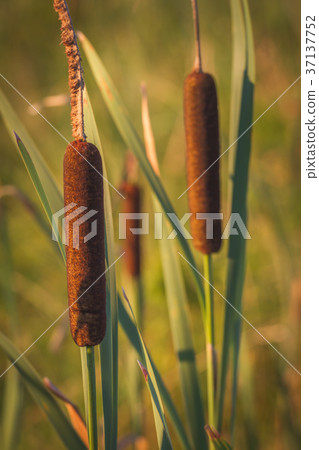 Cattails and Reeds next to the river 37137752