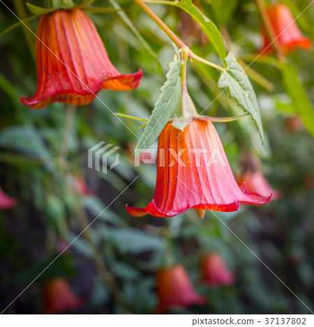 Canarina canariensis, canarian bellflower, endemic 37137802