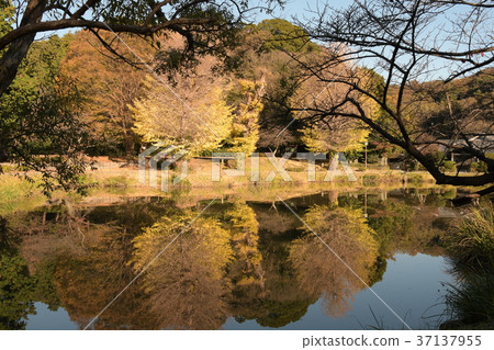 Shimeijiji Ega池塘的風景 37137955