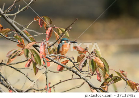 The end of the misery 37138482