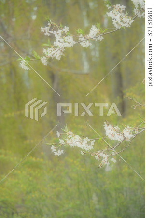 Landscape photography Plant healing Post card Yamabuki flowers and cherry blossoms Spring breeze and cherry blossoms Northern Japan Michinoku flowers Sleepy spring 37138681