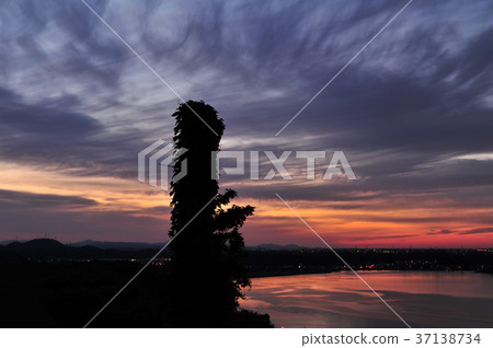 死樹剪影 死樹剪影 37138734