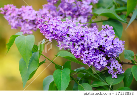 Spring lilac flowers Spring lilac flowers 37138888