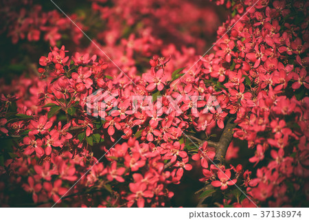 Red apple blossoms 37138974