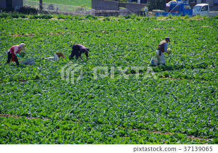 Cabbage Harvest Cabbage Harvest 37139065