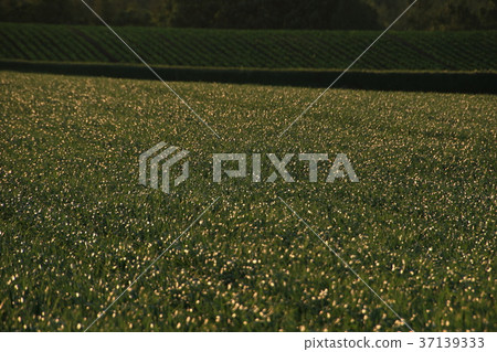 Field of Hokkaido Tano Town Field of Hokkaido Tano Town 37139333
