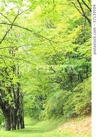 公園長廊 公園長廊 37139504