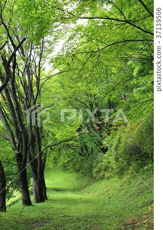 公園長廊 公園長廊 37139506