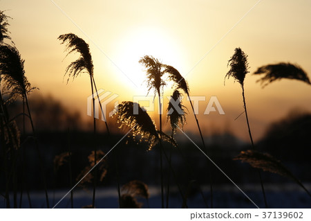 When the sun goes down 37139602