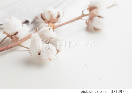 Cotton plant flower branch on white background 37139754