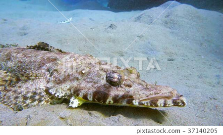Tentacled flathead in the Red Sea, Egypt 37140205