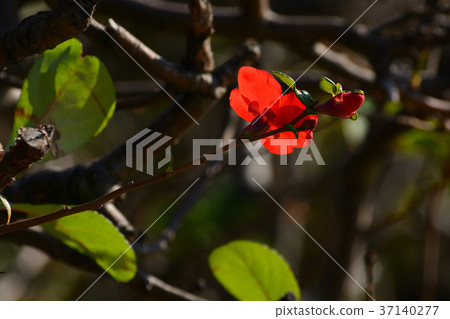 Xylophone blooming in winter 37140277