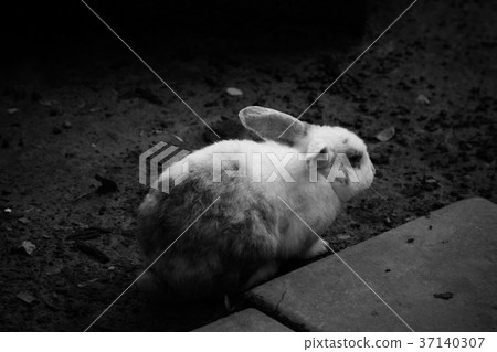 Little rabbit is happy for fun 37140307