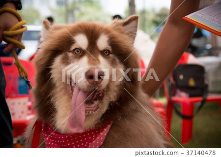 portrait young Alaskan Malamute in Thailand 37140478