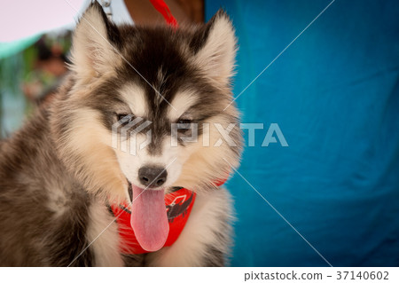 Siberian Husky smiling playful in Thailand Siberian Husky smiling playful in Thailand 37140602