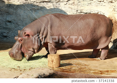 Hippopotamus Hippopotamus 37141338