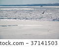 Drift ice off the Okhotsk Sea Abashiri 37141503