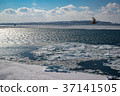 Drift ice off the Okhotsk Sea Abashiri 37141505