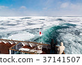 Sea ice in the Sea of Okhotsk Sea ice seen from Abashiri tourist icebreaker 37141507