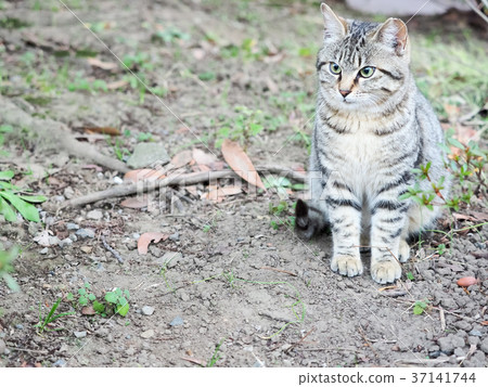 Uninvited cat Uninvited cat 37141744