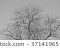 Blurred image of a naked tree. Tree background.  37141965