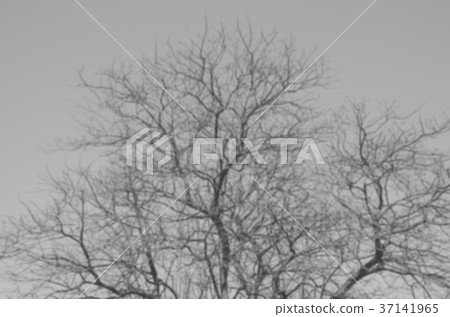 Blurred image of a naked tree. Tree background. Blurred image of a naked tree. Tree background. 37141965