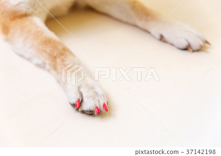 well-groomed dog paws with manicure 37142198