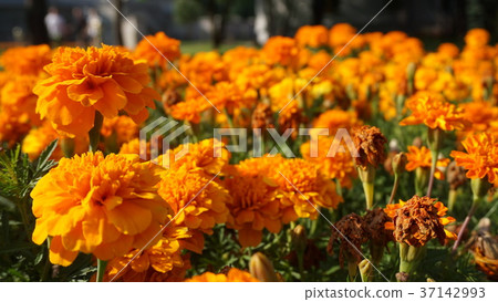 Russia Moscow Mosque 37142993